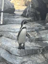 仙台うみの杜水族館🪼