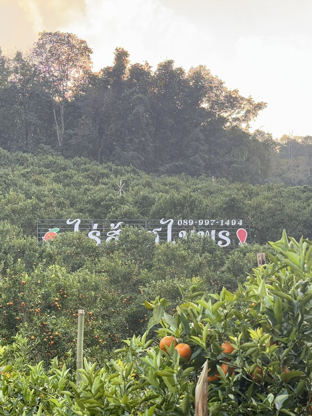 ไร่ส้มชไมพร ฝาง เชียงใหม่