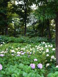 【群馬】紫陽花とホタルが鑑賞できる公園