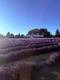 Lavender Land推介🪻