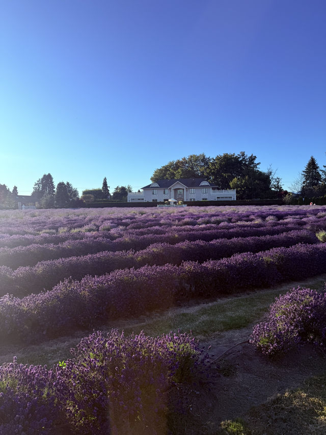 Lavender Land推介🪻