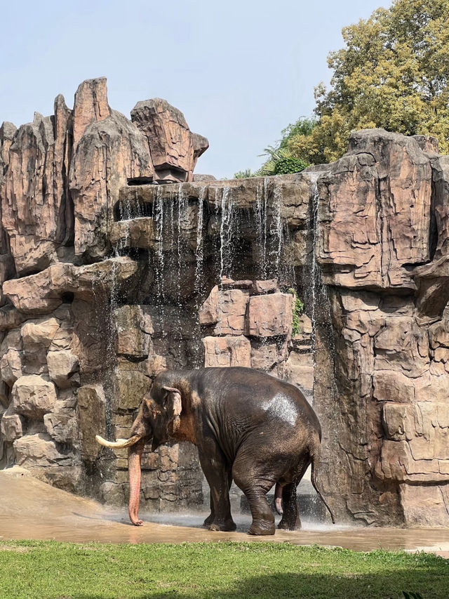 Chengdu Zoo 🐘 
