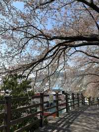 Deokcheon Cherry Blossom Road – อุโมงค์ซากุระ 🌸