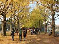 【昭和記念公園の紅葉｜東京都立川市 「秋が降ってくる。黄金のトンネルを歩く贅沢な時間」】