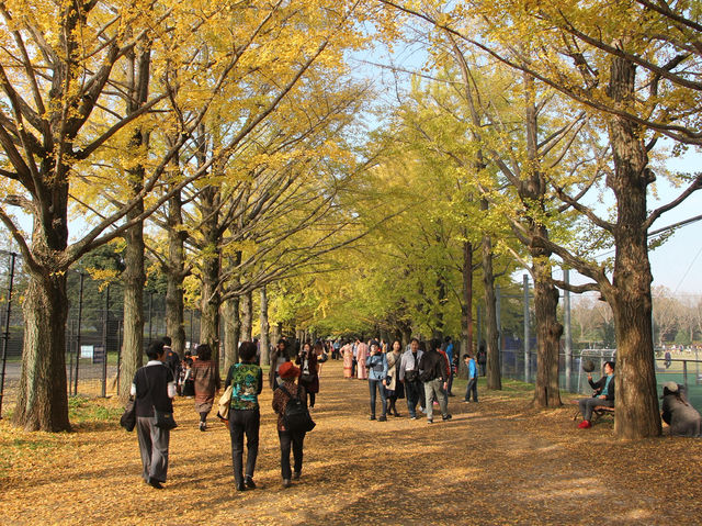 【昭和記念公園の紅葉｜東京都立川市 「秋が降ってくる。黄金のトンネルを歩く贅沢な時間」】