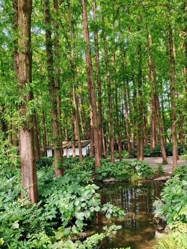 Quyuan Fenghe– Hangzhou’s Legendary Lotus Paradise