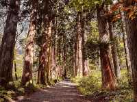 ⛩️🌲 *Togakushi Shrine Trail & Tsugaike Nature Park: A Spiritual Hike Through Japan’s Sacred Forests