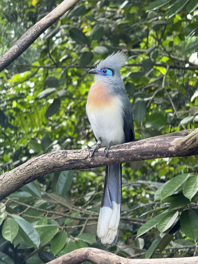 Into the World of Wings and Wonder
