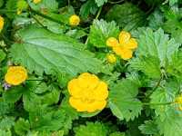 Wildflowers: Nature's Untamed Masterpieces