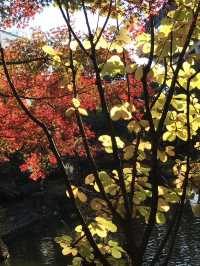 🍁紅葉と異国の風景を歩く秋の横浜散歩　中区　関内　横浜