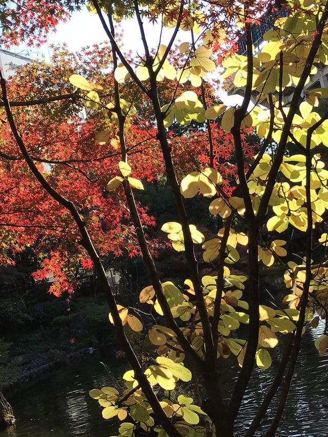 🍁紅葉と異国の風景を歩く秋の横浜散歩　中区　関内　横浜