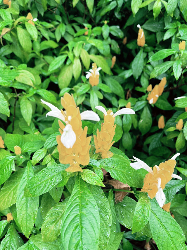 Blush of Serenity: Most Beautiful Secret Garden on One U Rooftop