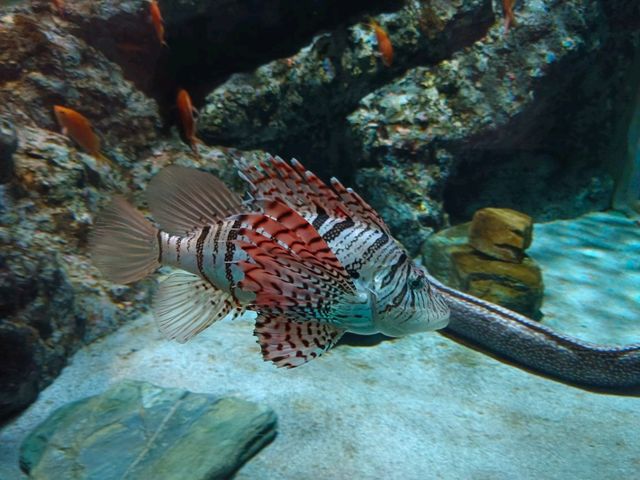 名古屋港水族館