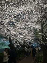 東京櫻花🌸