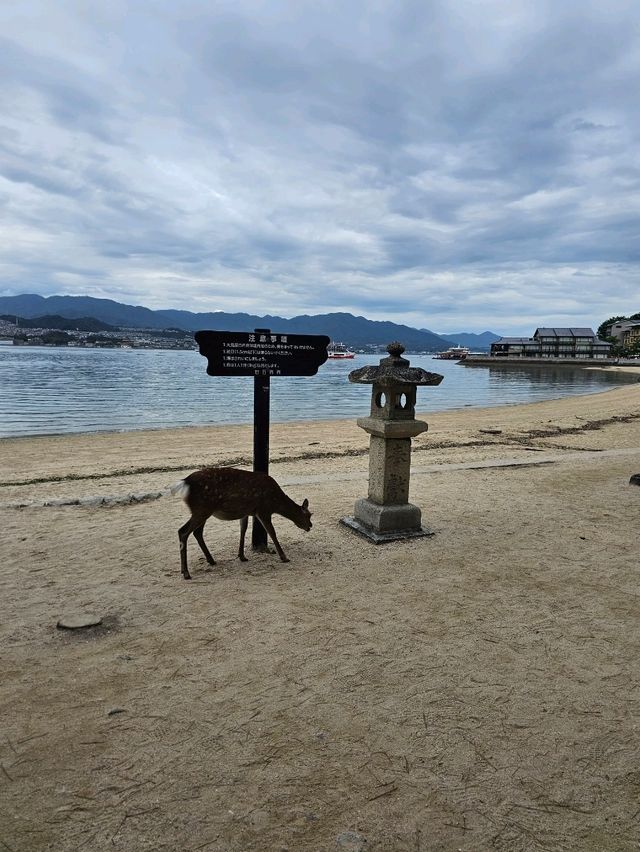 hiroshima miyajima ใช้งบเท่าไหร่
