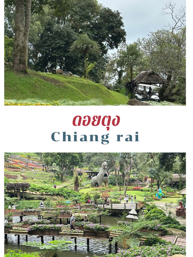 🌸🏞️ ดอยตุง เชียงราย – ธรรมชาติ งดงาม และอบอุ่นใจ