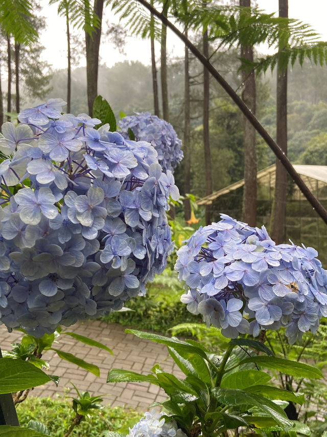 Discovering Serenity: A Journey Through Orchid Forest Cikole