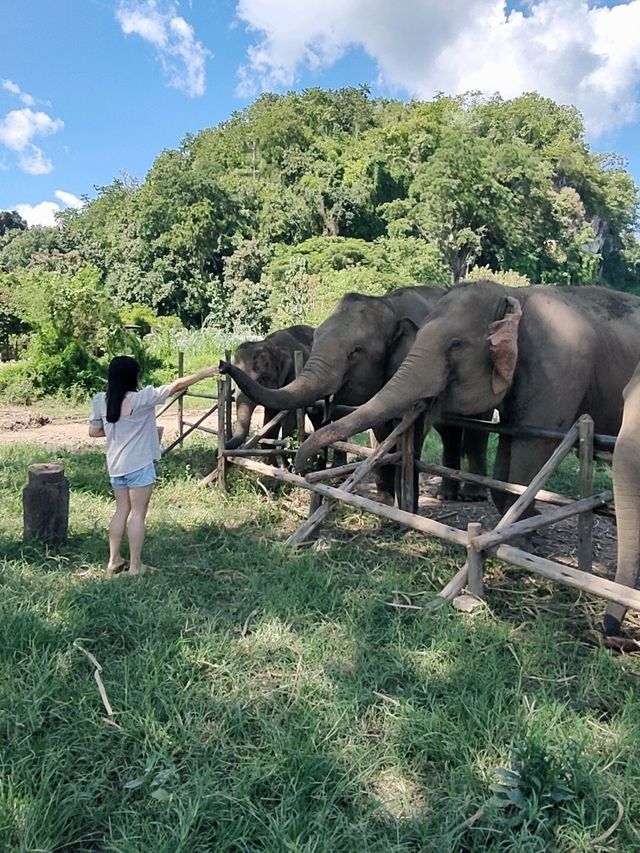 Chiang Mai ☕ Coffee Hopping – Café Gems in Nature