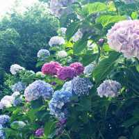 🌸横須賀・三笠公園の紫陽花撮影とグルメ散策
