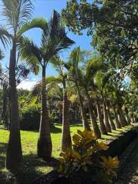 A Botanical Treasure at Pamplemousses Garden Pamplemousses