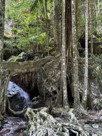 Purling Brook Falls – A Cascading Wonder of Springbrook National Park