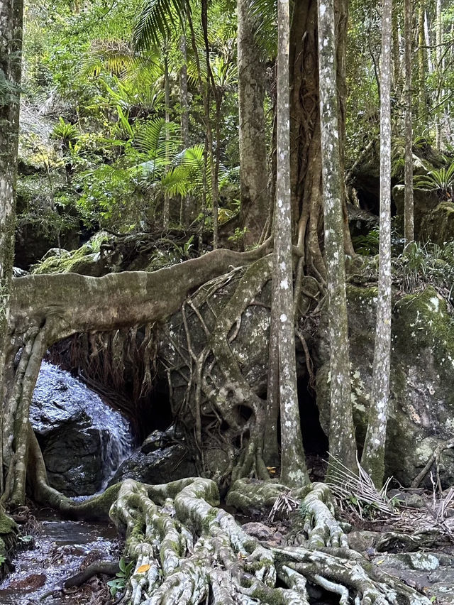 Purling Brook Falls – A Cascading Wonder of Springbrook National Park