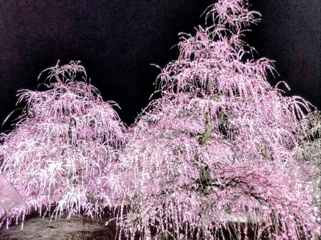 梅とグルメの一泊二日 梅とグルメの一泊二日