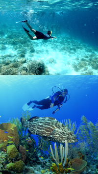 Island Hopping in Cebu ว่ายน้ำตามฉลามวาฬ