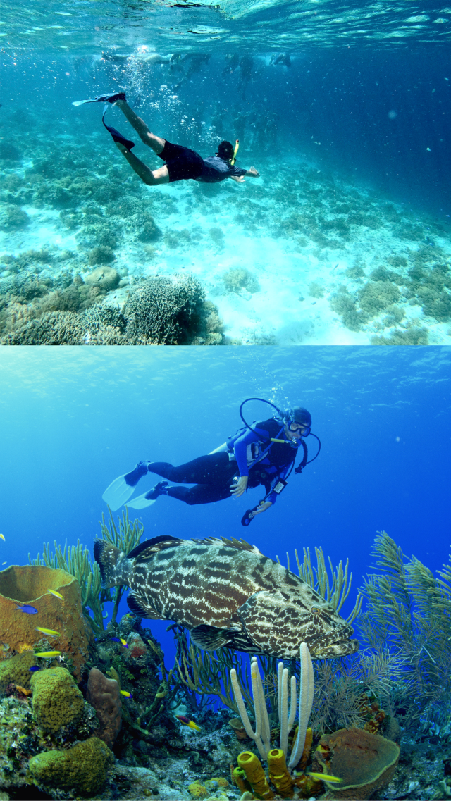 Island Hopping in Cebu ว่ายน้ำตามฉลามวาฬ