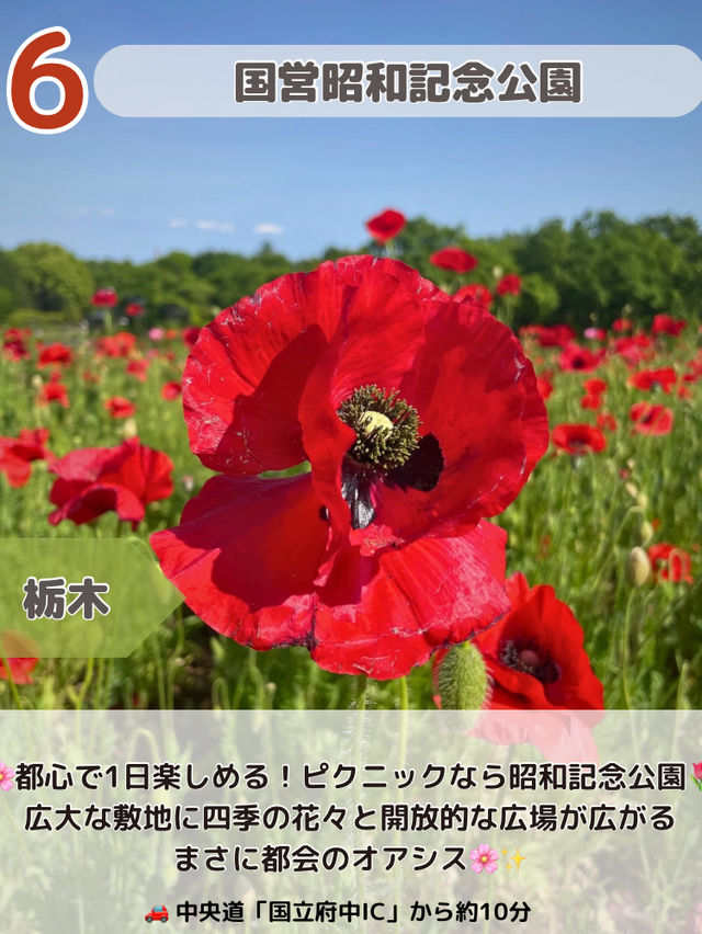 【関東圏】ここガチでよかった😳上半期スポットランキング2025最強6選💪🌿🌸