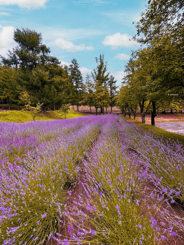 Hokkaido Summer at Farm Tomita 🌻🌺🌿 Japan 