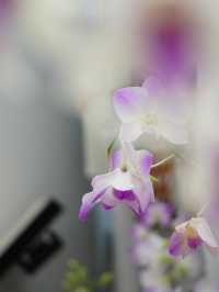 温室がリニューアル！珍しい熱帯植物 今からは秋薔薇も・・