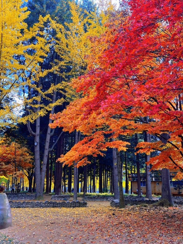 🍁 Autumn in Nami Island – A Korean Wonderland 🍂