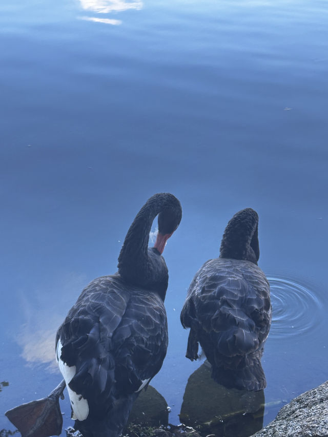 珠海圓明新園1:1