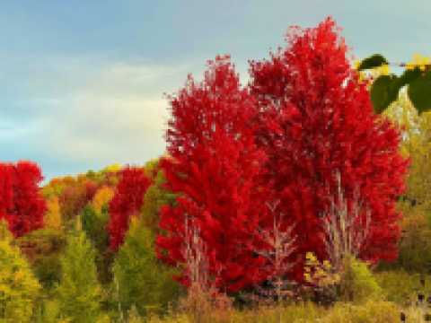 萬聖節的南瓜快到了！