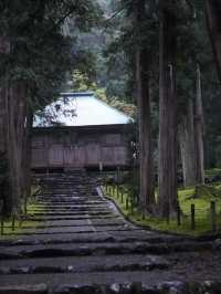 境内を覆う220種の苔  厳かで美しい景観