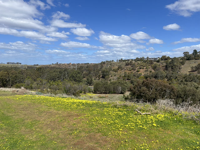 野花樹影下的寫意時光 brimbank park with golden flowers on the ground 