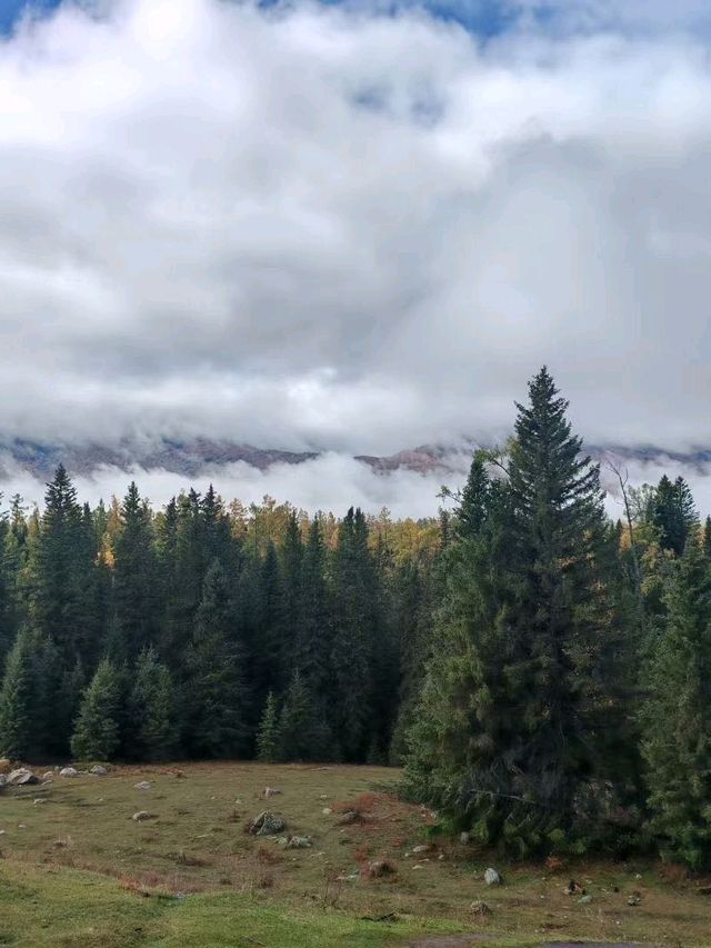 Misty Path Magic🌲