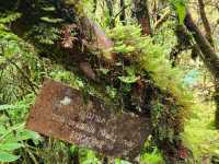 Forest Bathing at Doi Inthanon: Chill Vibes + Epic Scenery