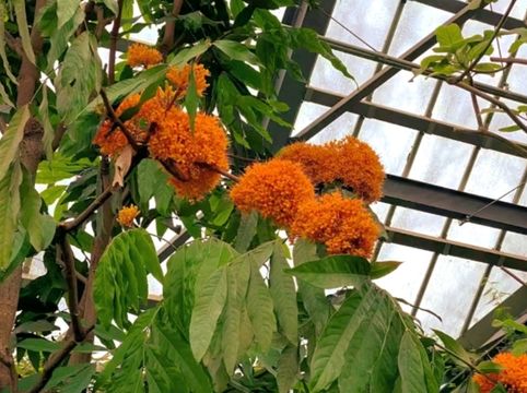 Discovering Nature’s Pharmacy at Tokyo Medicinal Plant Garden 🌿 Discovering Nature’s Pharmacy at Tokyo Medicinal Plant Garden 🌿
