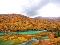 “Golden Forest of Kanas Lake”