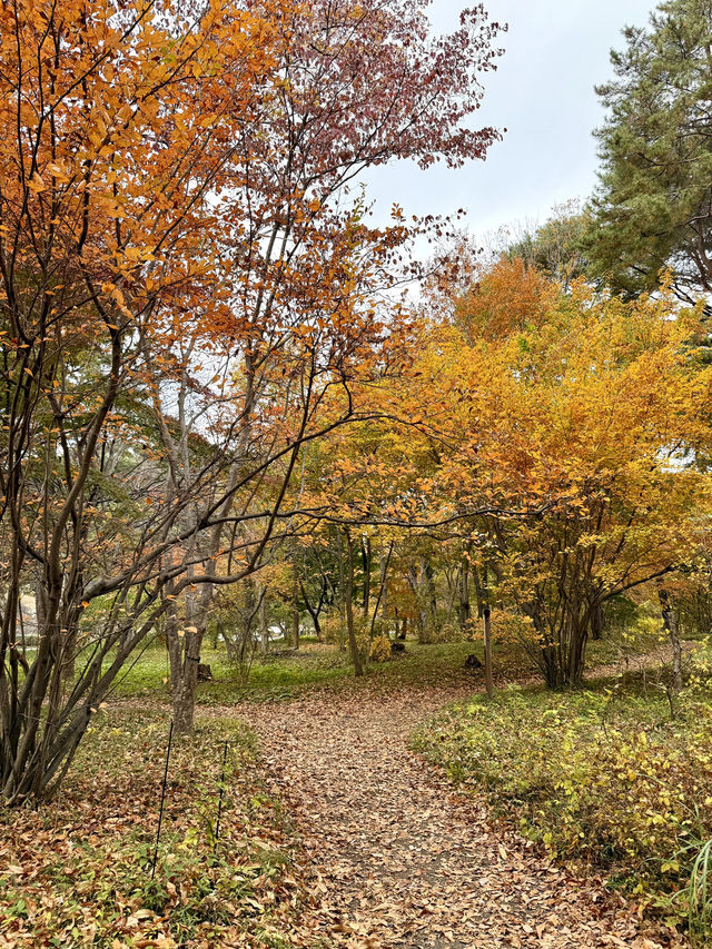 A Quiet Autumn Escape Inside the Imperial Palace