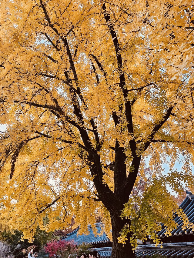 The Photogenic Heart of the Hanok Village The Photogenic Heart of the Hanok Village