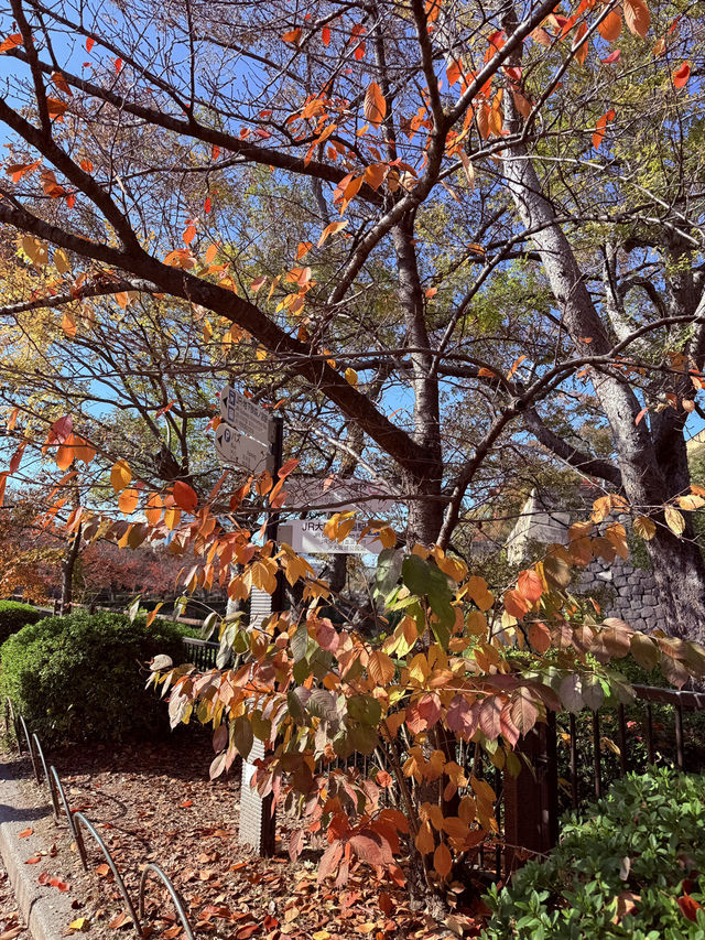 Castle Autumn Vibes🍁