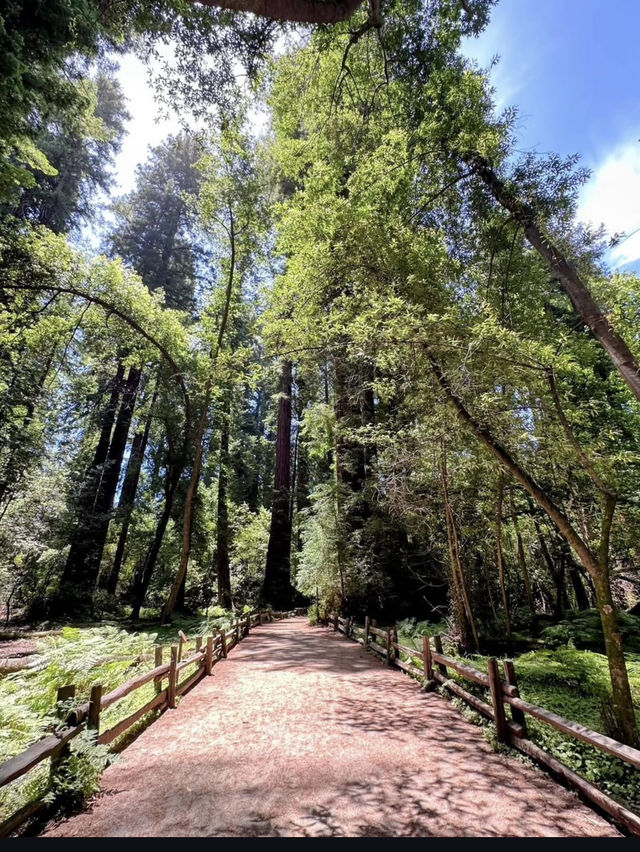 夢幻紅木樹林步道打卡必去✨ 夢幻紅木樹林步道打卡必去✨