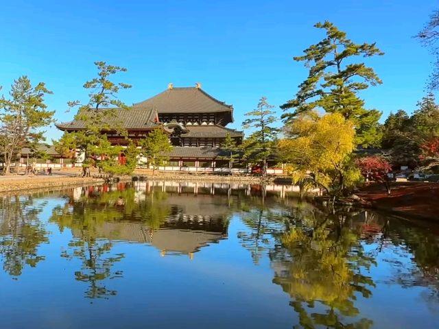 奈良東大寺秋日紅葉美景🍁 奈良東大寺秋日紅葉美景🍁