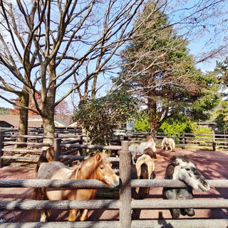 Kyushu Natural Animal Park Self-Drive Adventure
