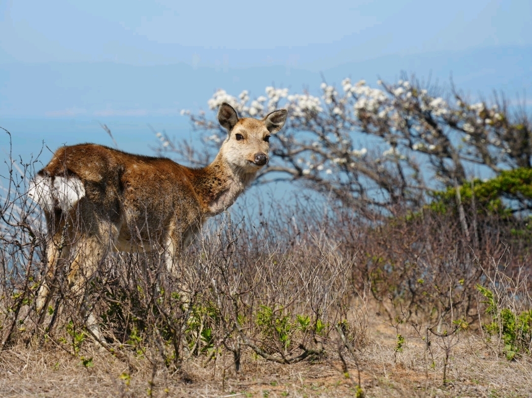 🦌🌿 เกาะต้าฉิว: เกาะมาสึเล็กๆ แสนงดงาม ที่ซึ่งกวางเดินเตร่อย่างอิสระริมทะเล ✨🏝️