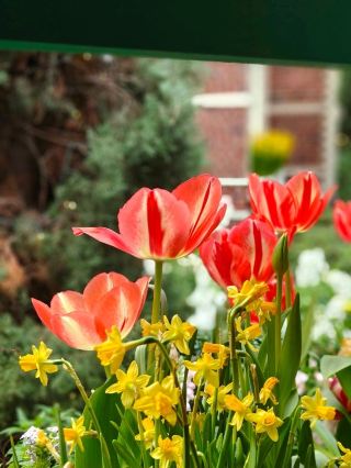 #springflower 
Made another visit to Tulipmania 2026 at Gardens by the Bay before the display ended!

This year’s edition is inspired by Türkiye, and I really liked how the tulips, colours, and little cultural touches made the whole place feel so nice to walk around.