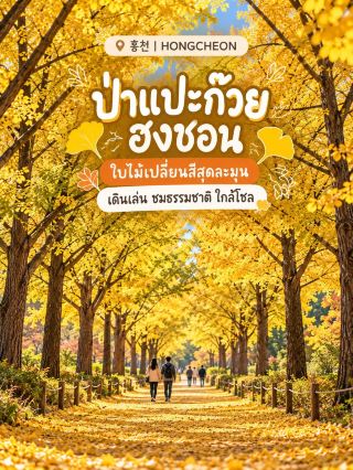 🍂金色洪川！韓國蘇塔薩浪漫銀杏林之旅和自然漫步🇰🇷